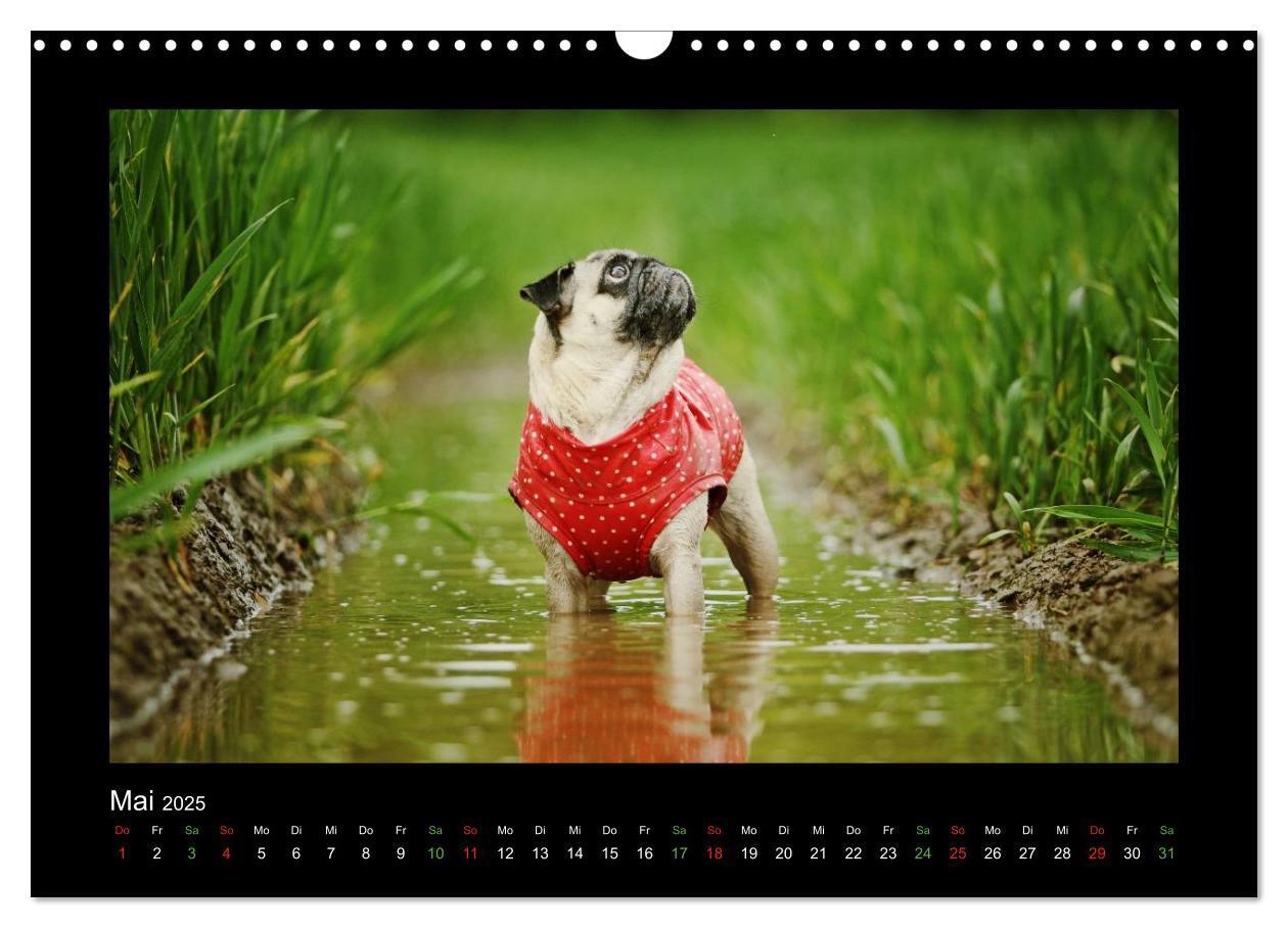 Bild: 9783435645336 | Der Feldfurchen-Mops (Wandkalender 2025 DIN A3 quer), CALVENDO...