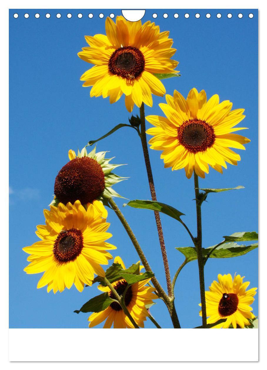 Bild: 9783435952076 | Sonnenblumen - Strahlende Blüten (Wandkalender 2025 DIN A4 hoch),...