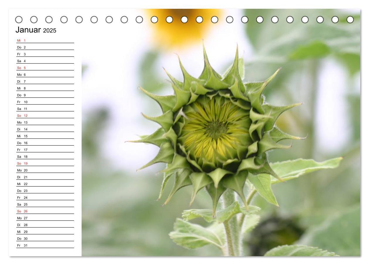 Bild: 9783435537150 | Sonnenblumen Impressionen (Tischkalender 2025 DIN A5 quer),...