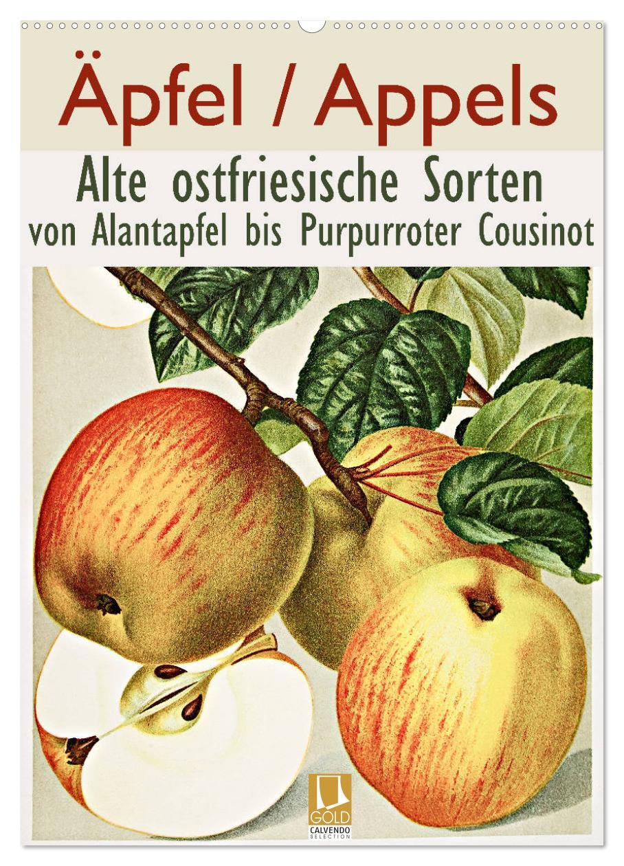 Cover: 9783435975921 | Äpfel/Appels. Alte ostfriesische Sorten (Wandkalender 2025 DIN A2...