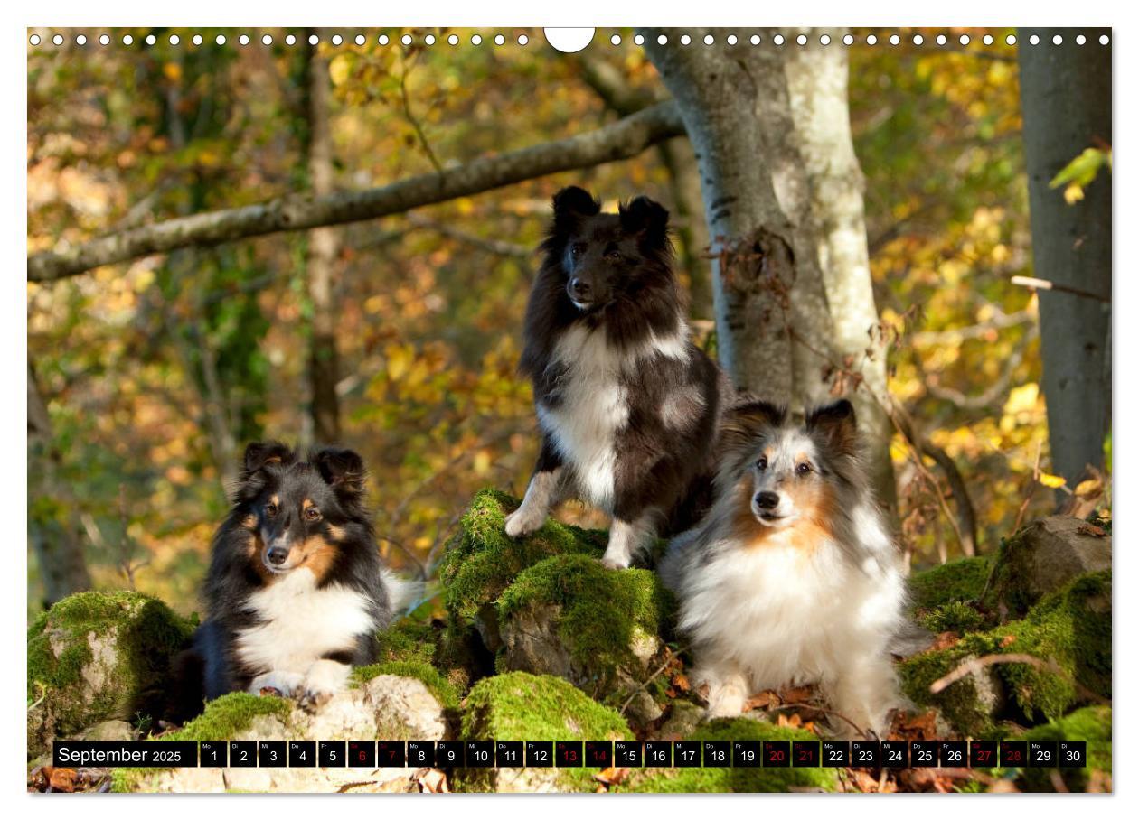 Bild: 9783435409686 | Shetland Sheepdogs - Kleine Charmeure (Wandkalender 2025 DIN A3...