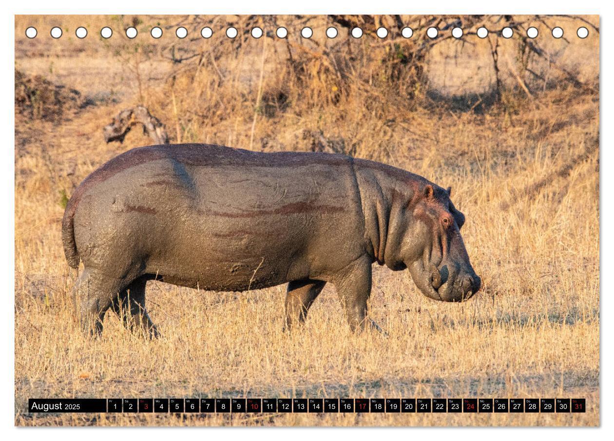 Bild: 9783435298242 | Hippos im südlichen Afrika (Tischkalender 2025 DIN A5 quer),...