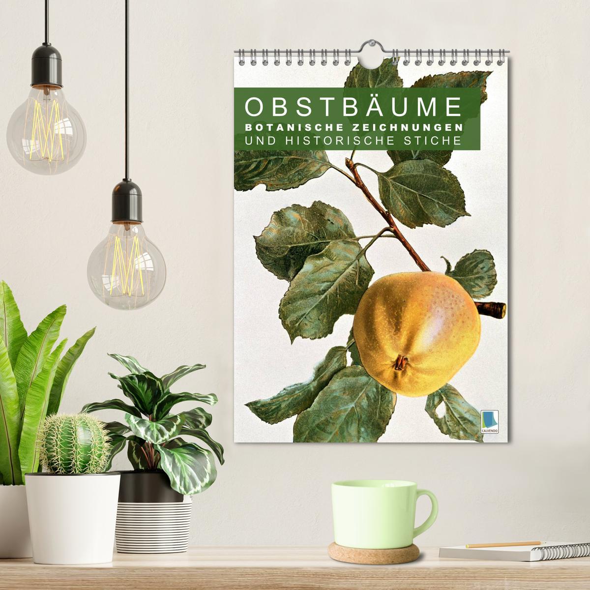 Bild: 9783457046630 | Obstbäume: Botanische Zeichnungen und historische Stiche...