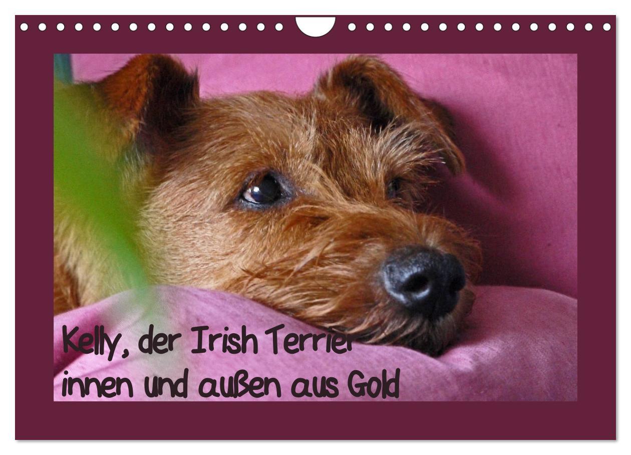 Cover: 9783435286973 | Kelly, der Irish Terrier - innen und außen aus Gold (Wandkalender...