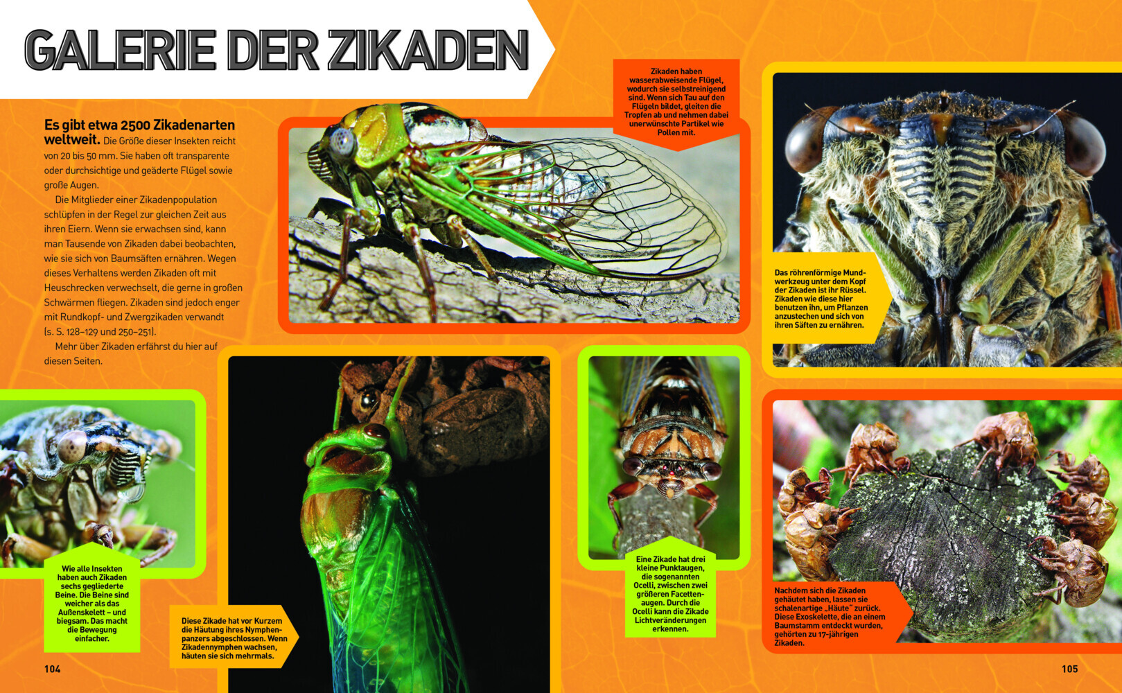 Bild: 9788863125436 | Insekten-Enzyklopädie: Die Wunderwelt von Käfer &amp; Co. | Buch | 272 S.