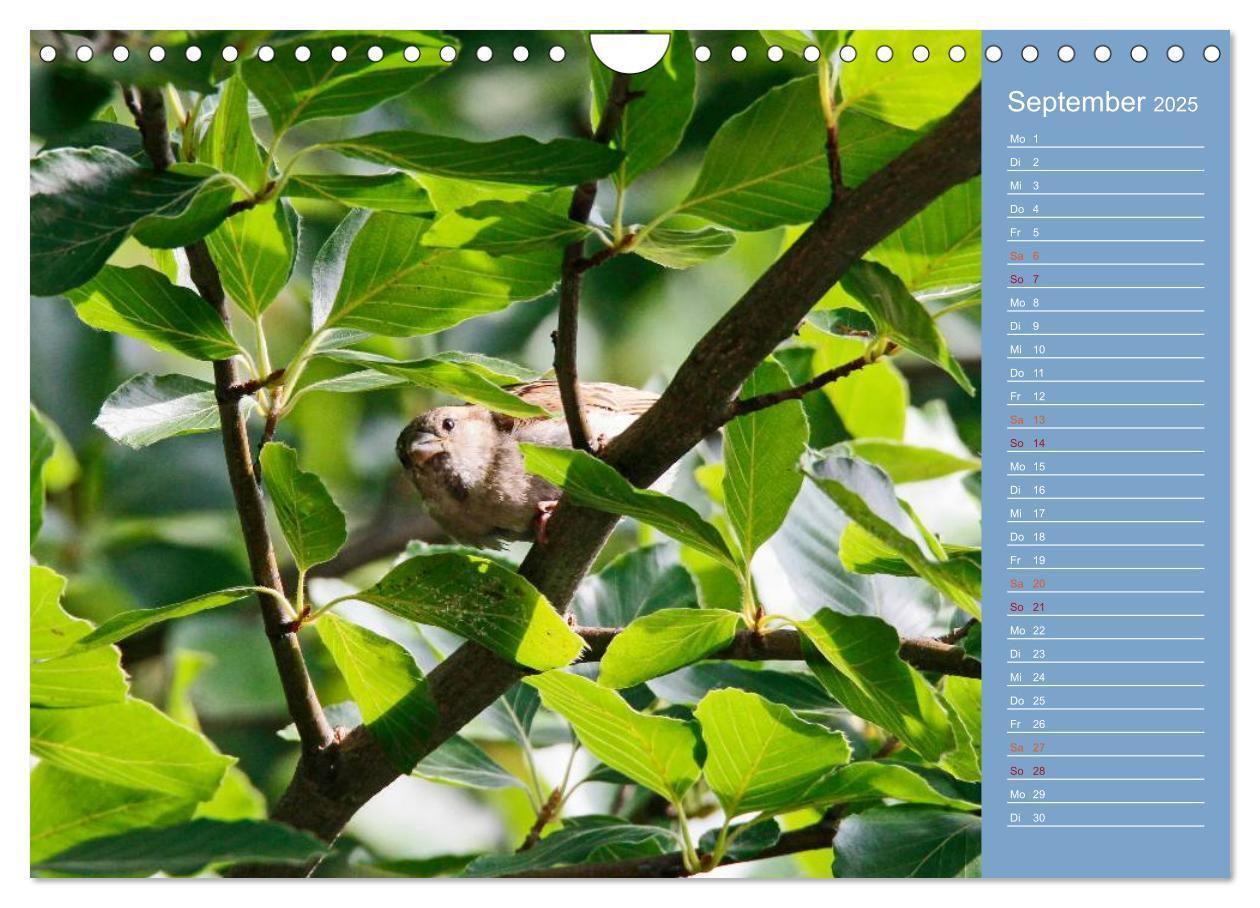 Bild: 9783435555062 | Gefiederte Gartenfreunde (Wandkalender 2025 DIN A4 quer), CALVENDO...