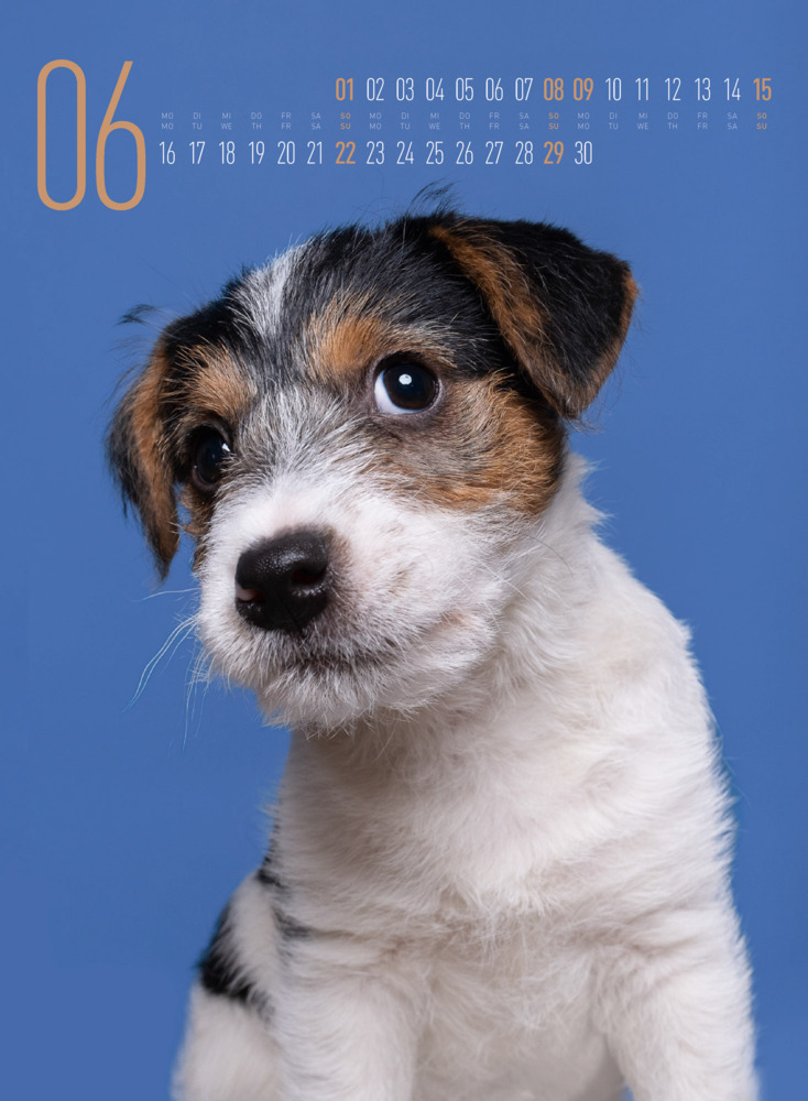 Bild: 9783838425870 | Frei Schnauze - Kalender 2025 | Elke Vogelsang (u. a.) | Kalender