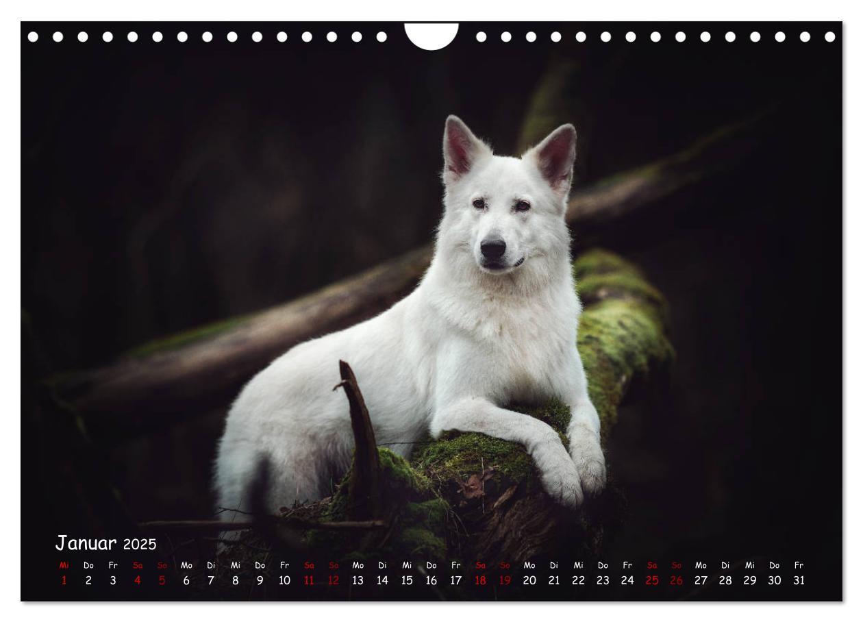 Bild: 9783435351459 | Schäferhunde und Ihre Vielfalt (Wandkalender 2025 DIN A4 quer),...