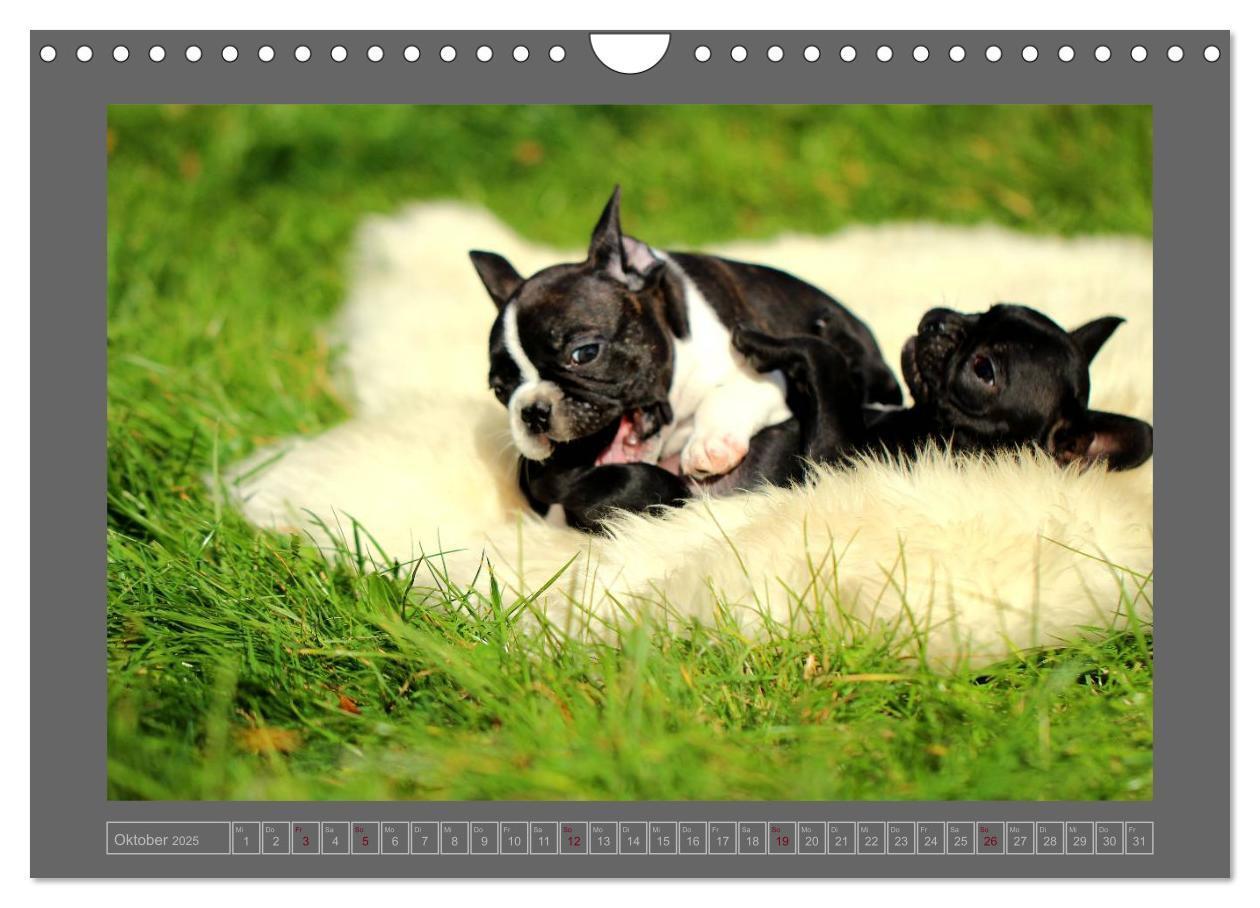 Bild: 9783435840908 | Französische Bulldoggen (Wandkalender 2025 DIN A4 quer), CALVENDO...