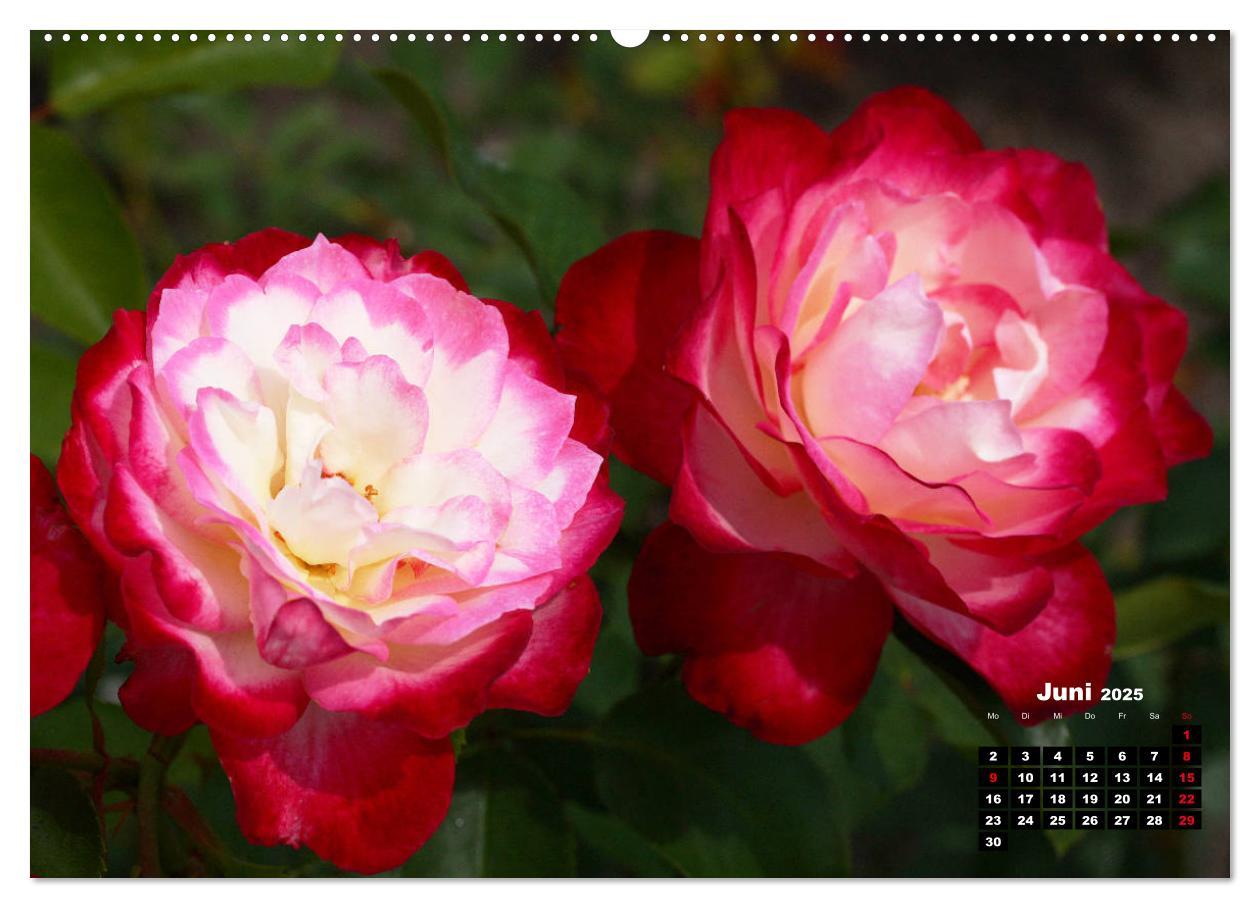 Bild: 9783435233250 | Magie der Rosen (hochwertiger Premium Wandkalender 2025 DIN A2...