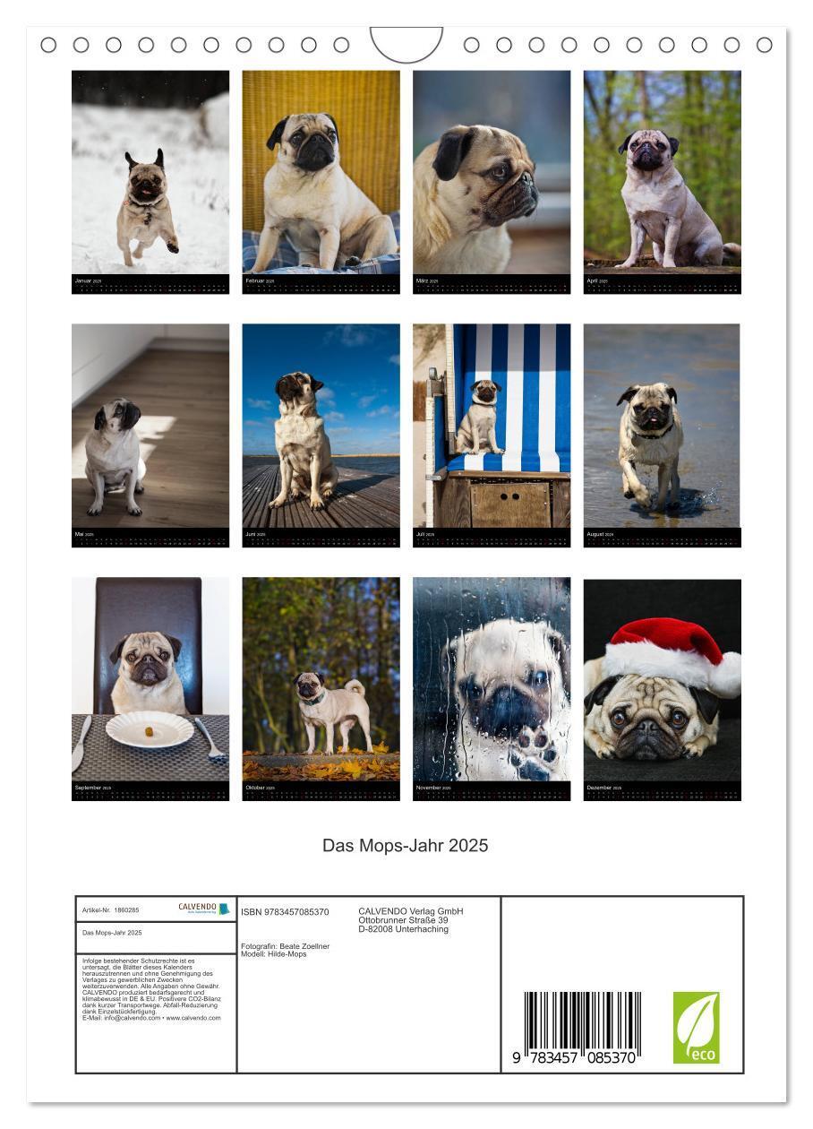 Bild: 9783457085370 | Das Mops-Jahr 2025 (Wandkalender 2025 DIN A4 hoch), CALVENDO...