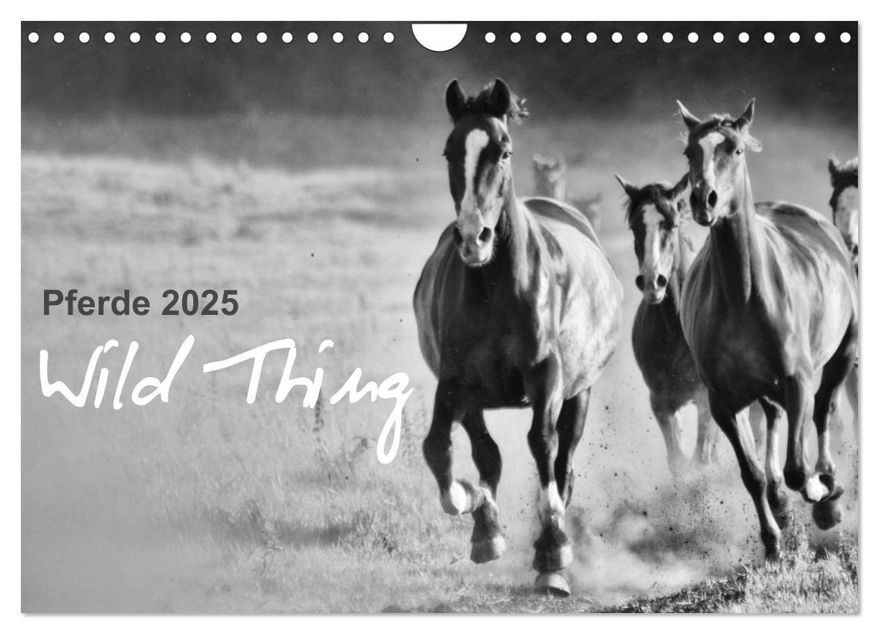 Cover: 9783435770298 | Pferde 2025 Wild Thing (Wandkalender 2025 DIN A4 quer), CALVENDO...