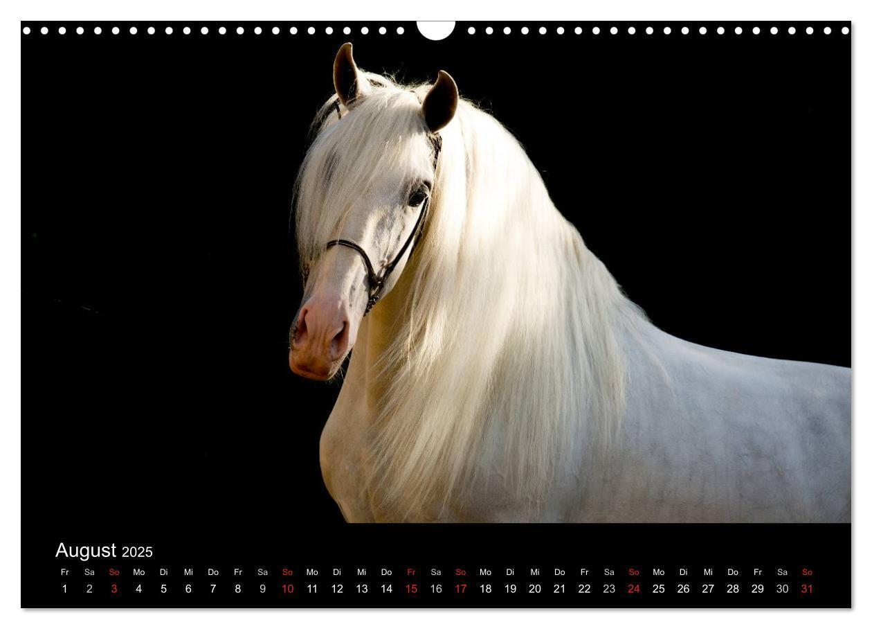 Bild: 9783435637904 | Spaniens stolze Pferde (Wandkalender 2025 DIN A3 quer), CALVENDO...