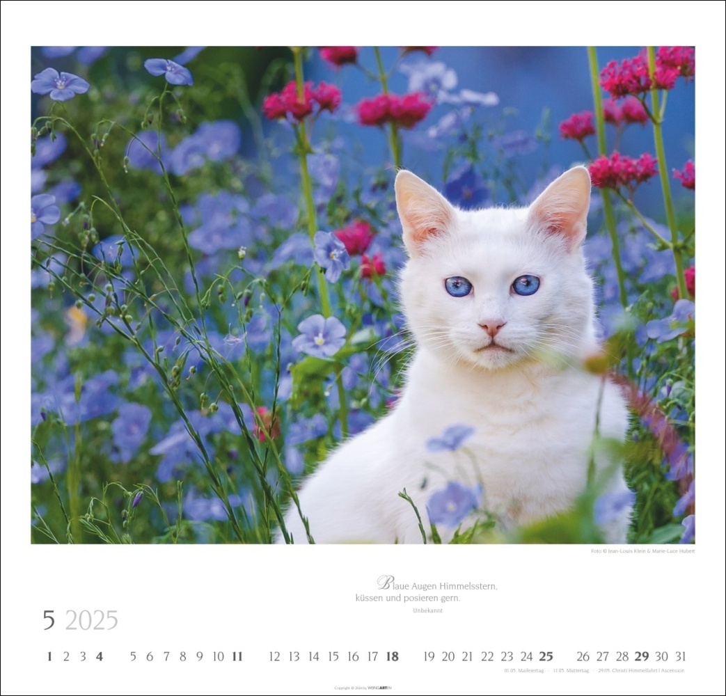 Bild: 9783839900963 | Katzen - Diven auf Samtpfoten Kalender 2025 - Diven auf Samtpfoten