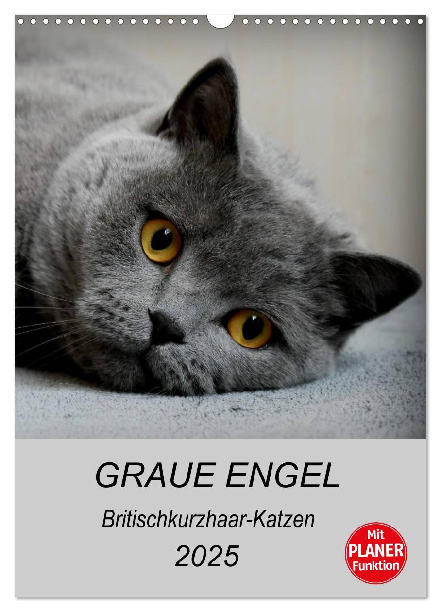 Cover: 9783435992072 | Graue Engel - Britischkurzhaar-Katzen (Wandkalender 2025 DIN A3...