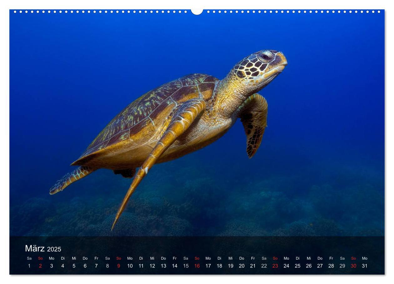 Bild: 9783435596959 | Schildkröten des Ozeans (Wandkalender 2025 DIN A2 quer), CALVENDO...