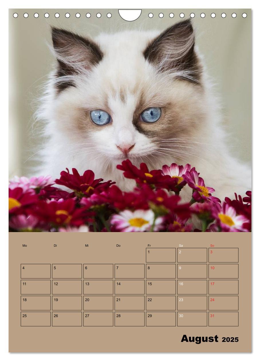 Bild: 9783457013250 | Ragdolls zum Verlieben (Wandkalender 2025 DIN A4 hoch), CALVENDO...