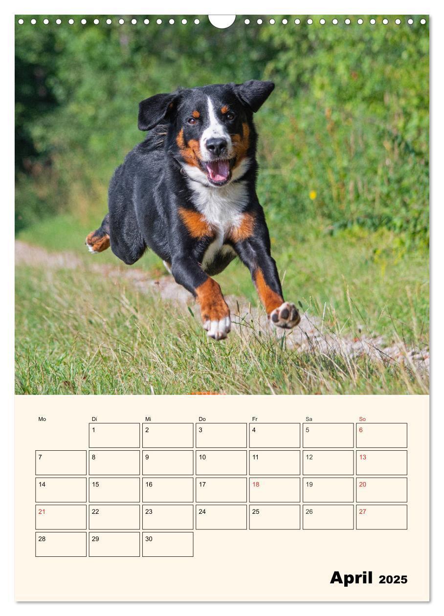 Bild: 9783435936571 | Appenzeller Sennenhund - Mit Plan durch das Jahr (Wandkalender 2025...