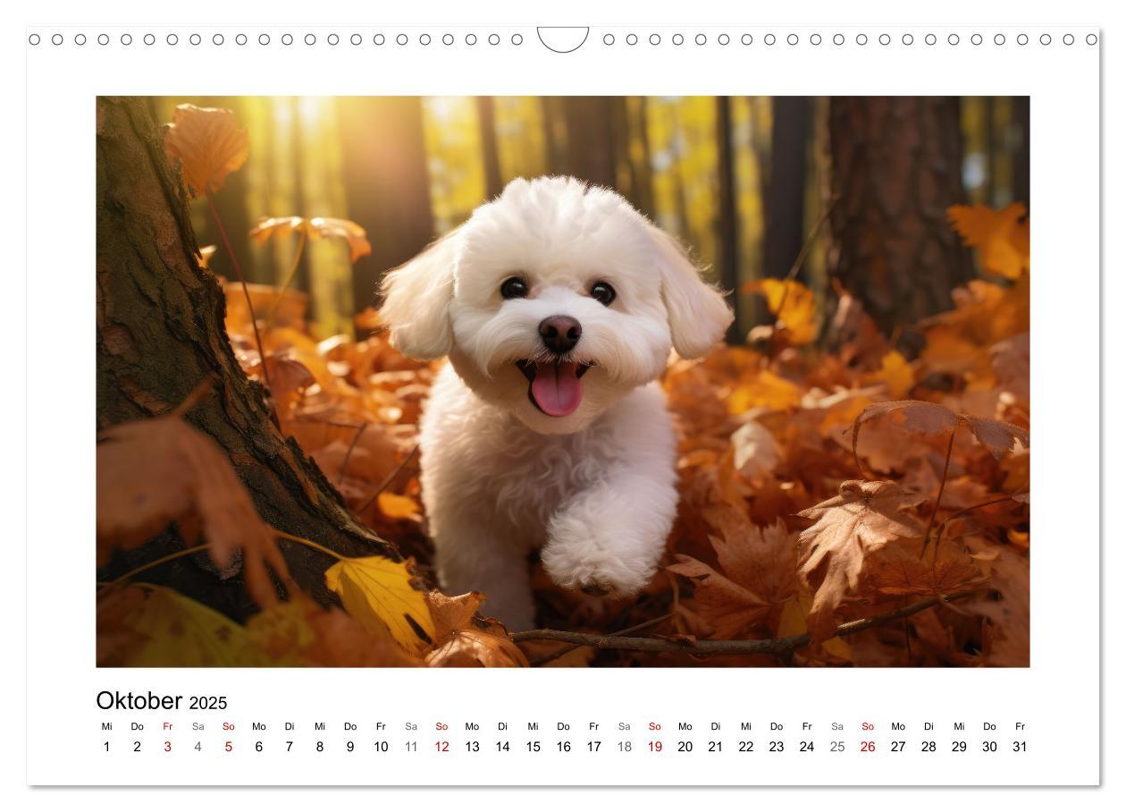 Bild: 9783383843716 | Bichon frisé, weiße Hündchen mit lockigem Haar (Wandkalender 2025...