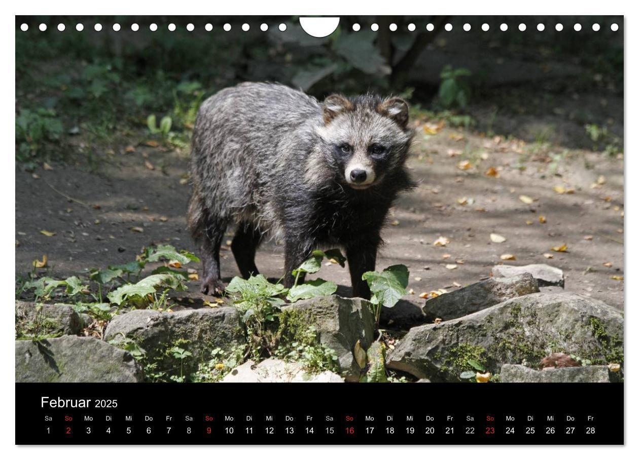 Bild: 9783435677580 | Marderhunde (Wandkalender 2025 DIN A4 quer), CALVENDO Monatskalender