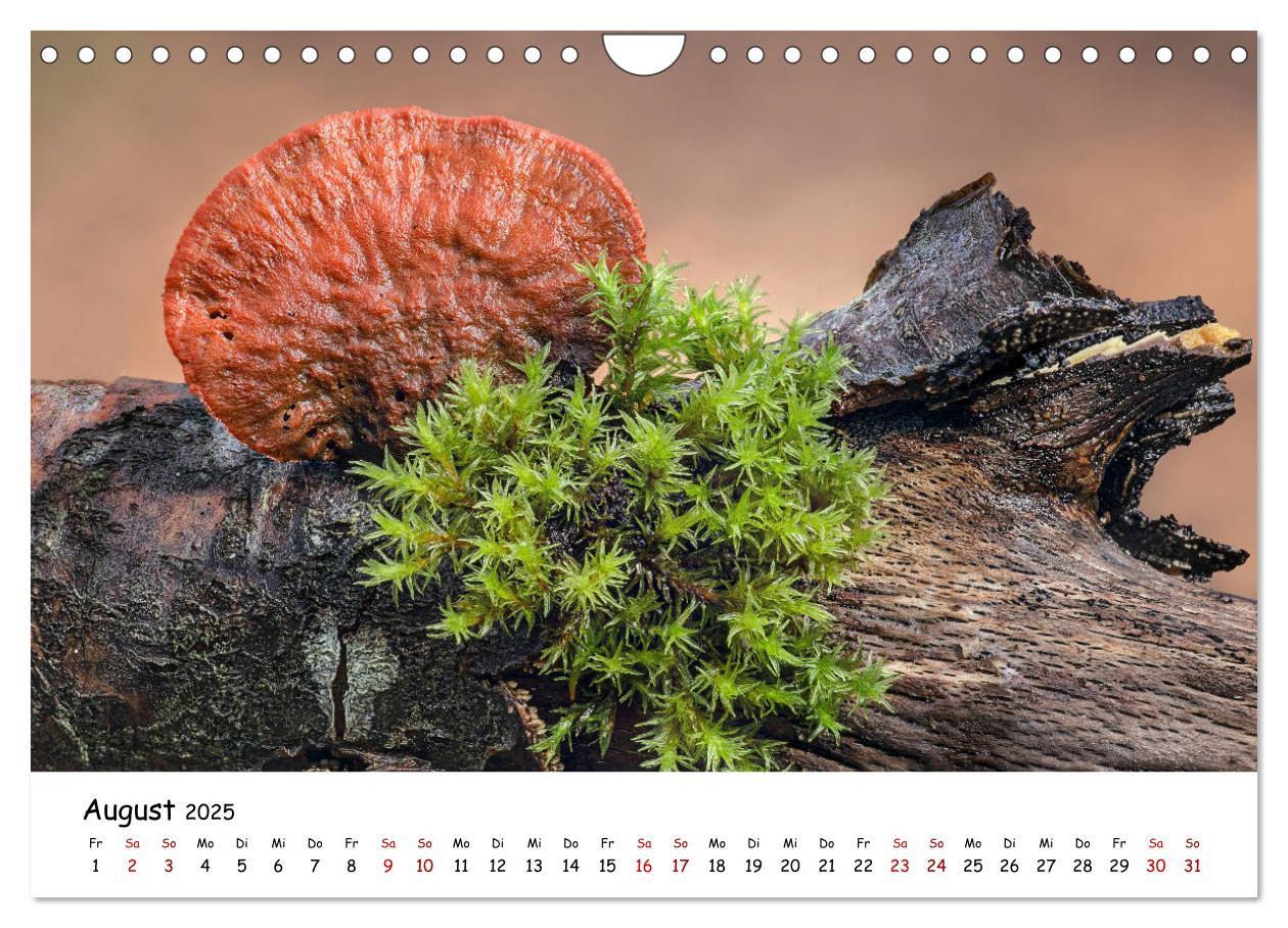 Bild: 9783435332007 | Pilzgalerie - Die bunte Welt der Baumpilze (Wandkalender 2025 DIN...