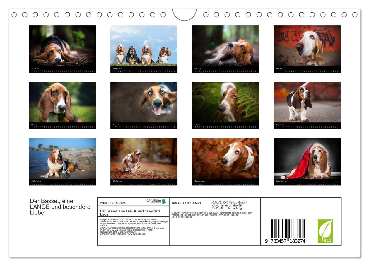 Bild: 9783457183274 | Der Basset, eine LANGE und besondere Liebe (Wandkalender 2025 DIN...