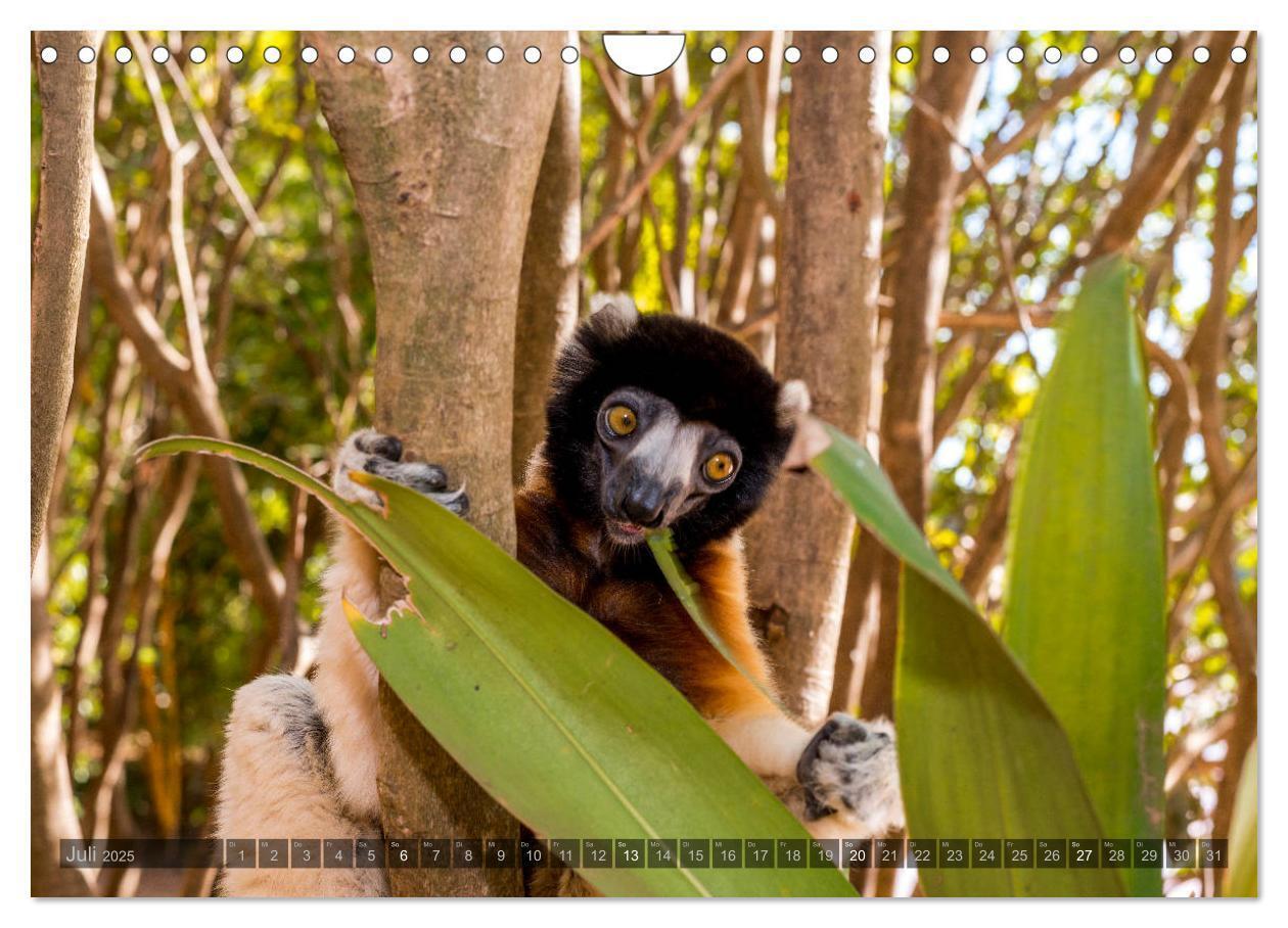 Bild: 9783435282876 | Tierisches Madagaskar (Wandkalender 2025 DIN A4 quer), CALVENDO...