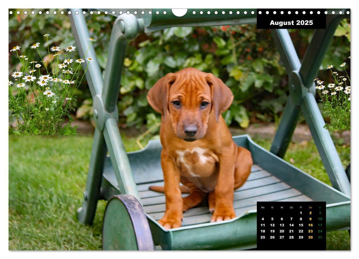 Bild: 9783383939457 | Rhodesian Ridgeback, Charmante Herzensbrecher (Wandkalender 2025...