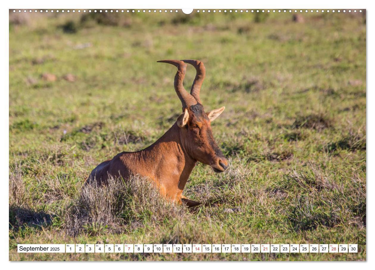 Bild: 9783435150915 | Wunderwelt der Tiere - Südafrika (Wandkalender 2025 DIN A2 quer),...