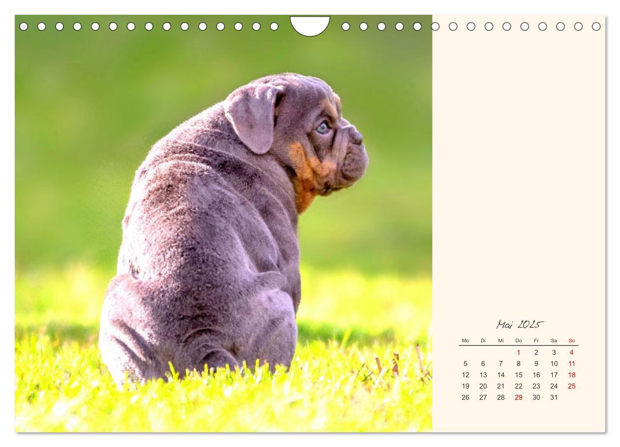 Bild: 9783435067367 | Dicke Freunde. Englische Bulldoggen (Wandkalender 2025 DIN A4...