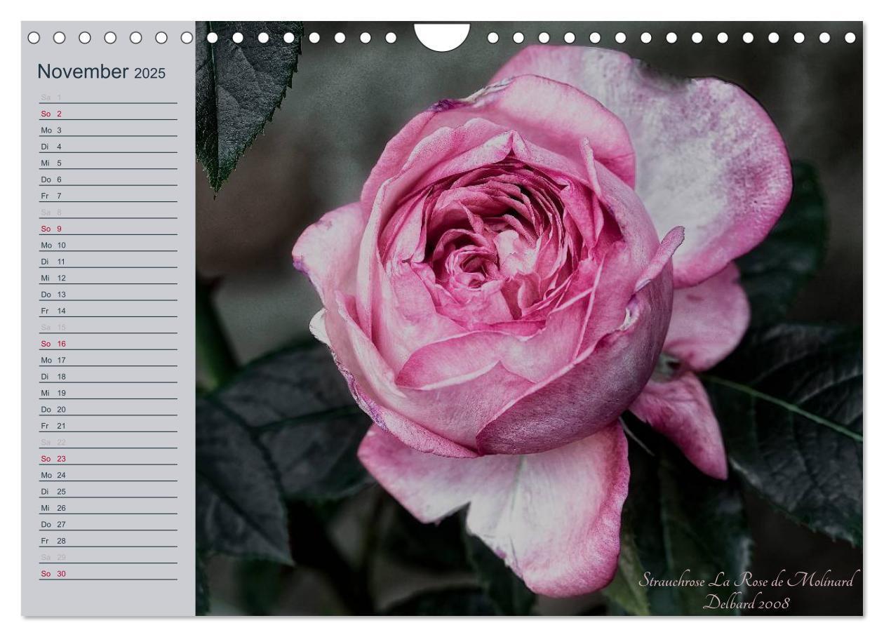 Bild: 9783435578344 | Kurfürstliche Rosen Eltville am Rhein (Wandkalender 2025 DIN A4...