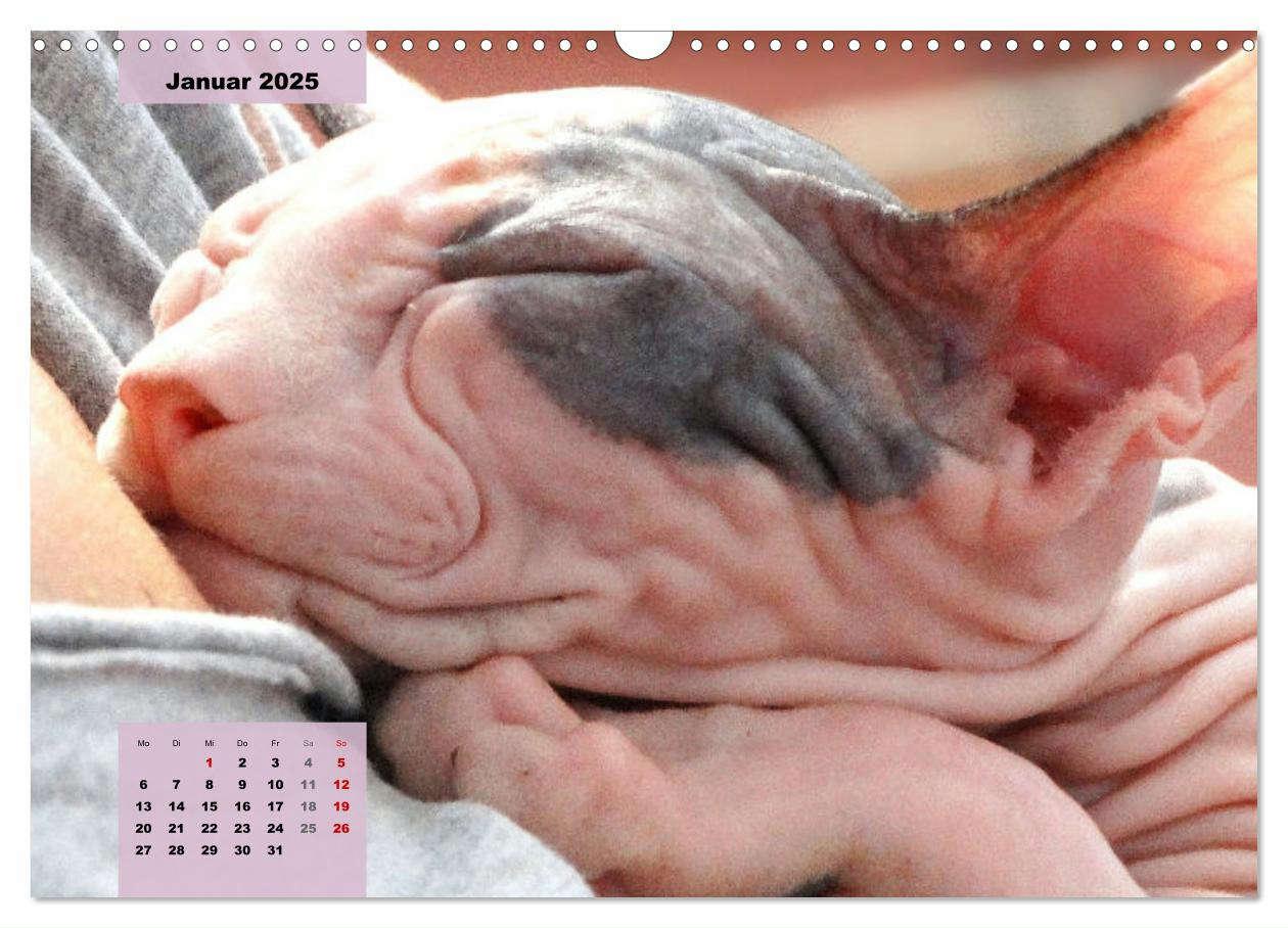 Bild: 9783435050086 | Sphinx. Grazile und anmutige Nacktkatzen (Wandkalender 2025 DIN A3...