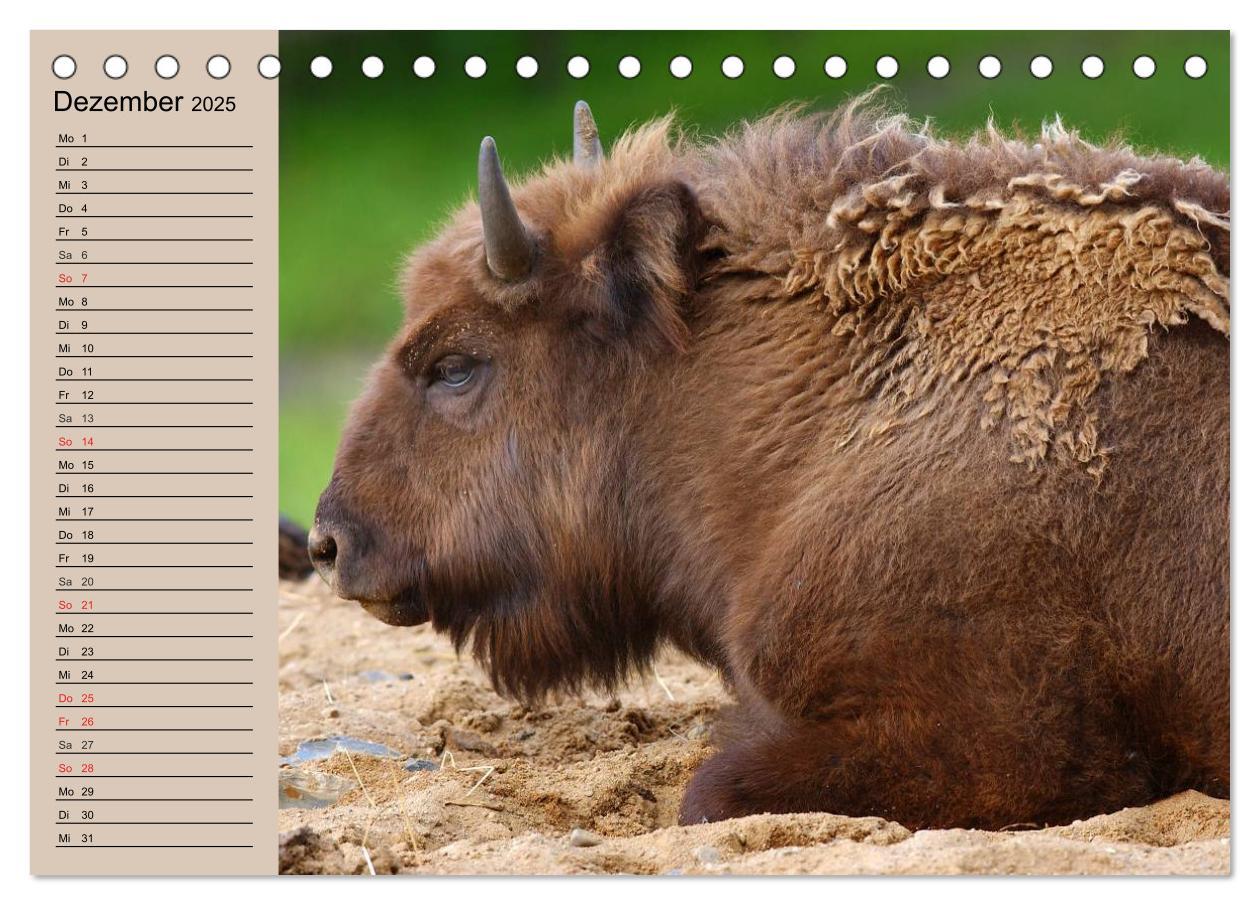 Bild: 9783435548798 | Büffel. Wisent und Bison (Tischkalender 2025 DIN A5 quer), CALVENDO...