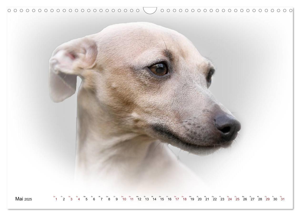 Bild: 9783383823978 | Windhund Portrait 2025 White Edition (Wandkalender 2025 DIN A3...