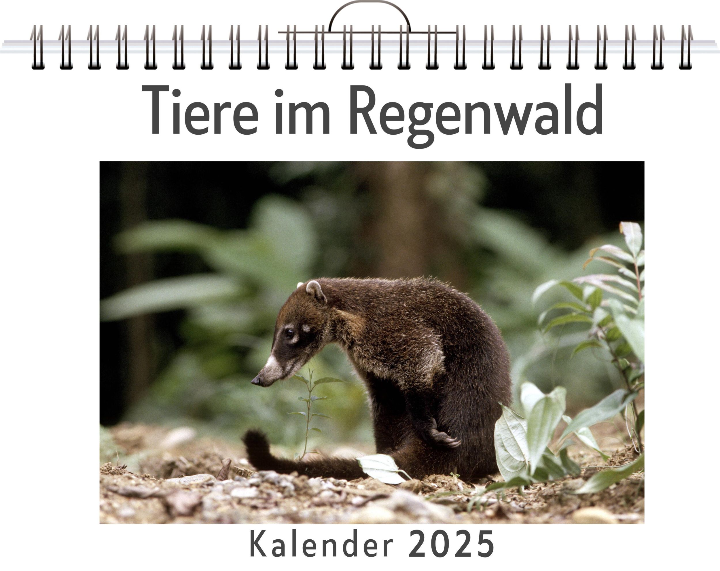 Cover: 9783759129819 | Tiere im Regenwald | Ava Werner | Kalender | Kalender | 14 S.