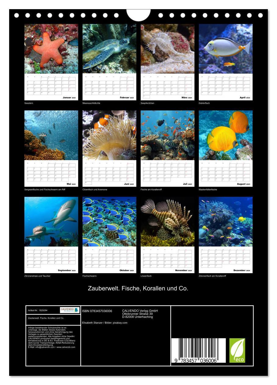 Bild: 9783457036006 | Zauberwelt. Fische, Korallen und Co. (Wandkalender 2025 DIN A4...