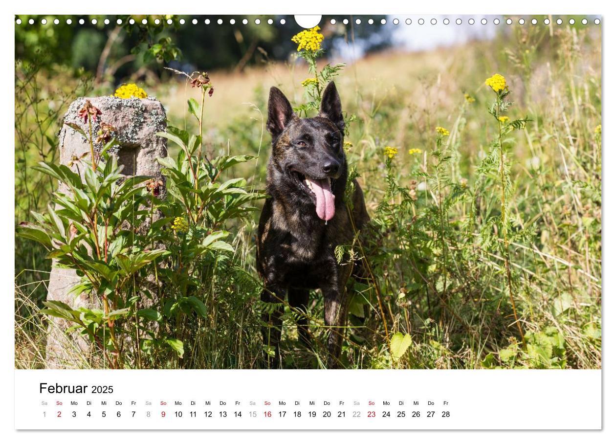 Bild: 9783435588275 | ausdrucksvolle Holländische Schäferhunde (Wandkalender 2025 DIN A3...