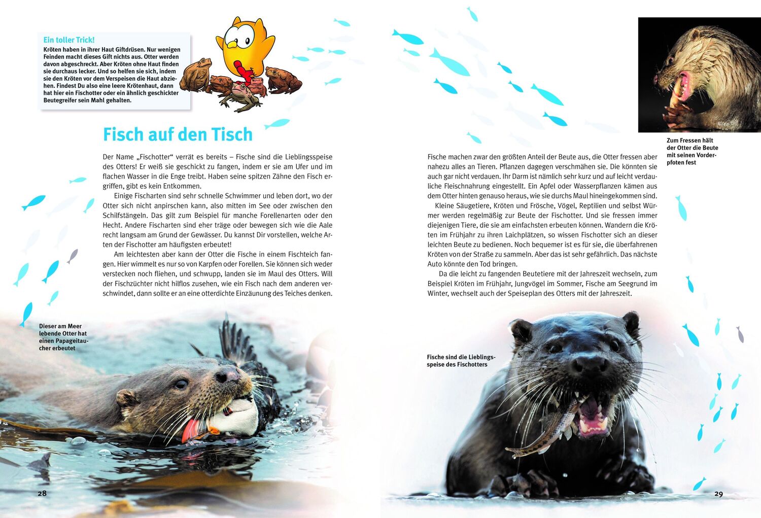 Bild: 9783866594791 | Entdecke die Otter | Hans-Heinrich Krüger | Buch | 64 S. | Deutsch