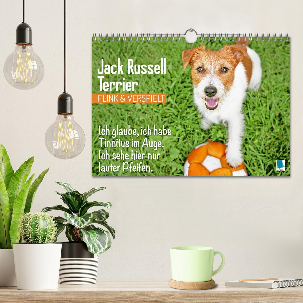 Bild: 9783457199763 | Jack Russell Terrier: flink und verspielt (Wandkalender 2025 DIN A4...