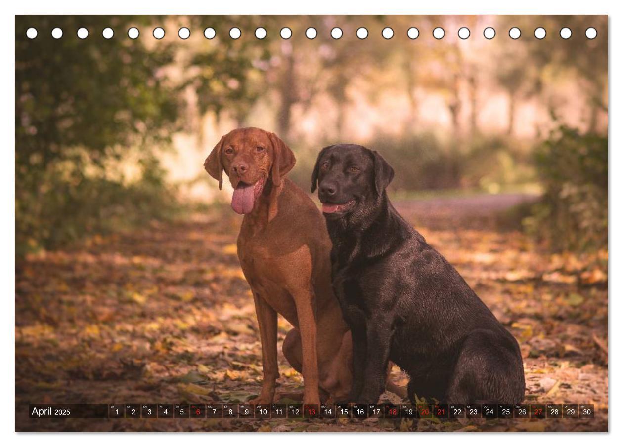 Bild: 9783435501885 | Der Vizsla 2025 (Tischkalender 2025 DIN A5 quer), CALVENDO...