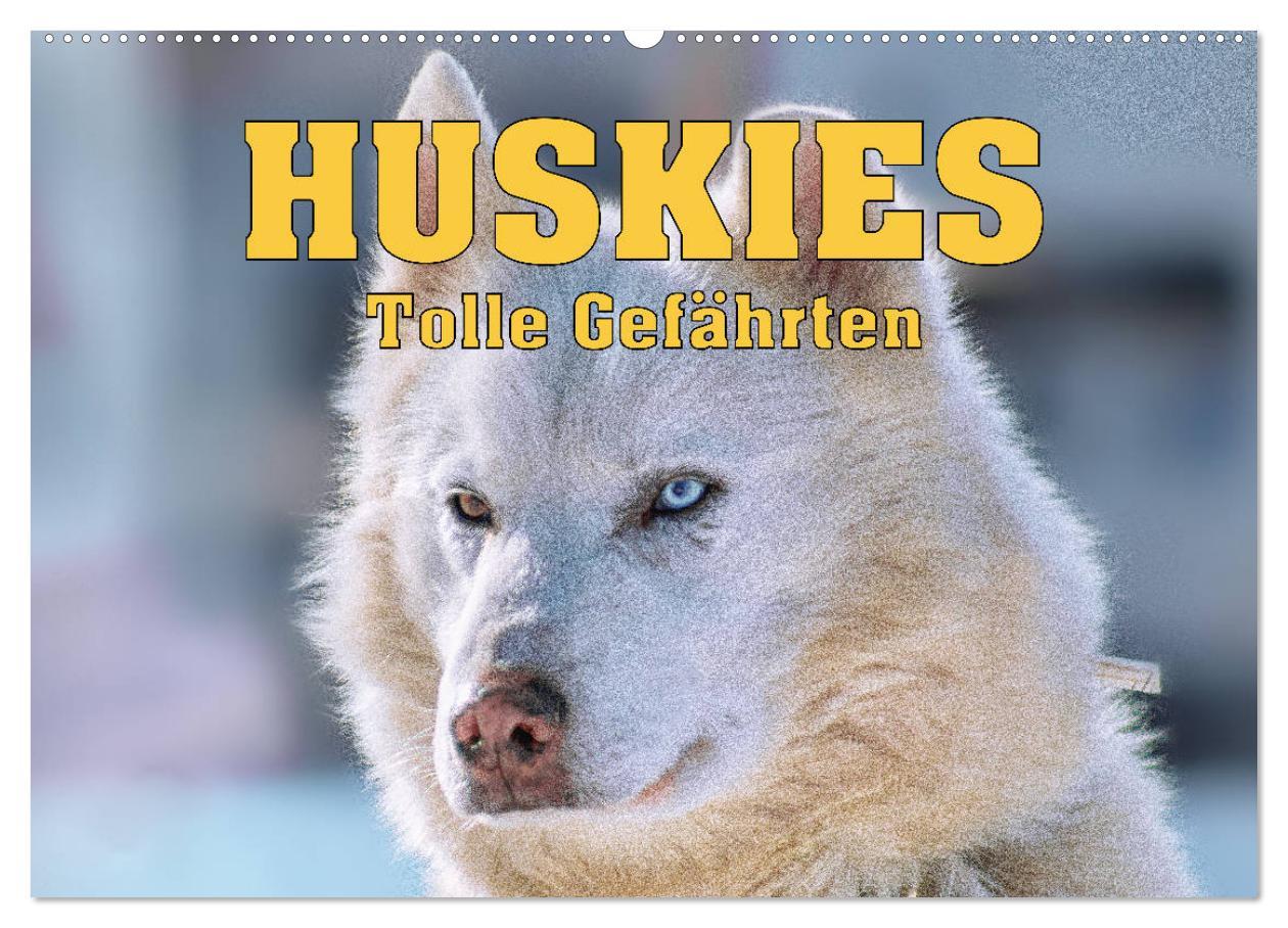 Cover: 9783435143856 | Huskies - Tolle Gefährten (Wandkalender 2025 DIN A2 quer), CALVENDO...