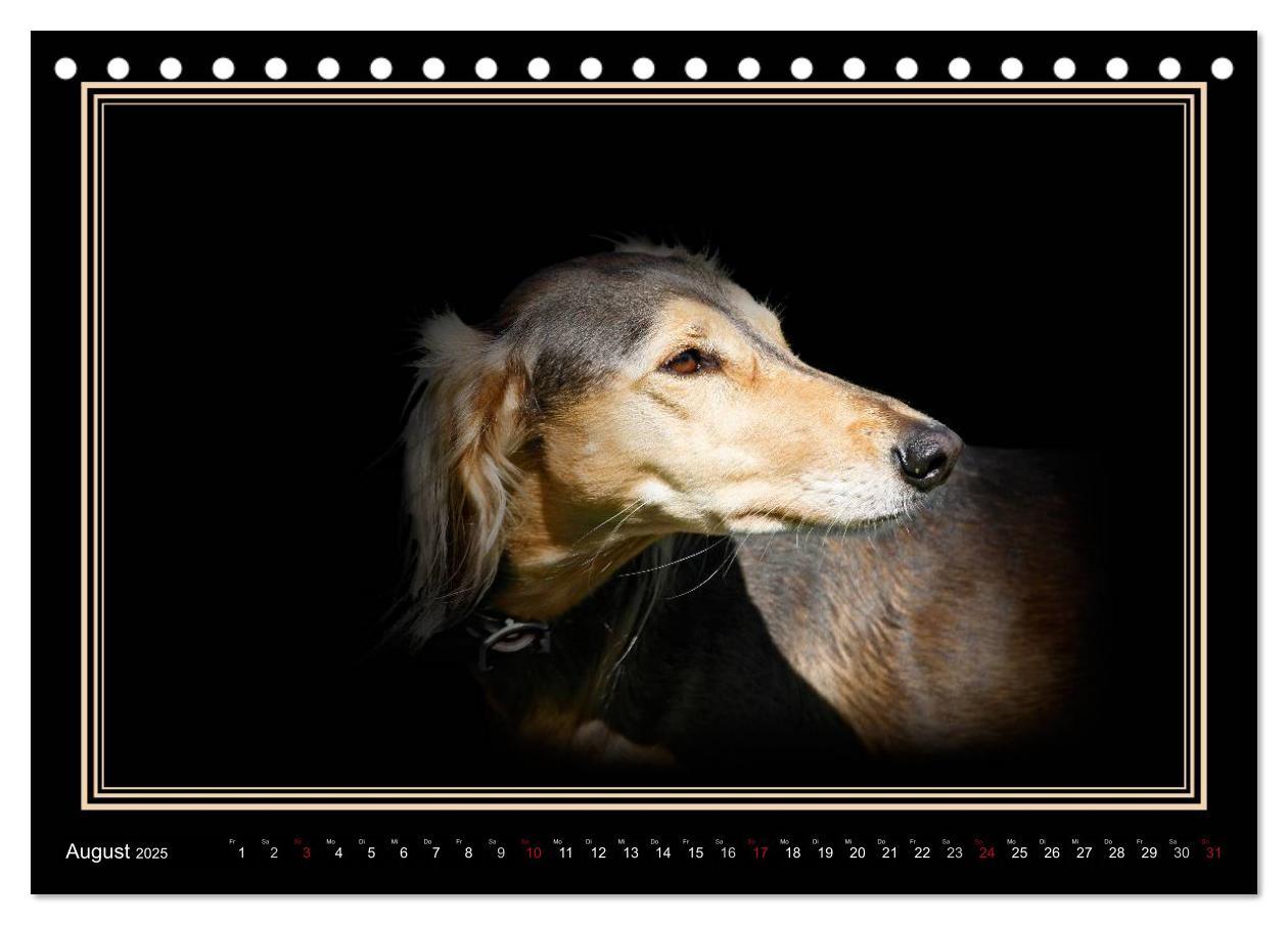 Bild: 9783383823916 | Saluki 2025 (Tischkalender 2025 DIN A5 quer), CALVENDO Monatskalender