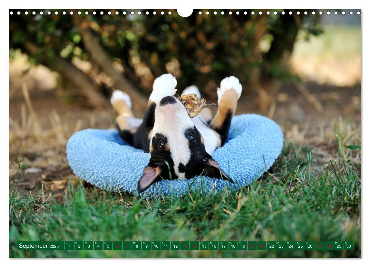 Bild: 9783435405404 | Bullterrier, Powerpakete auf 4 Pfoten (Wandkalender 2025 DIN A3...