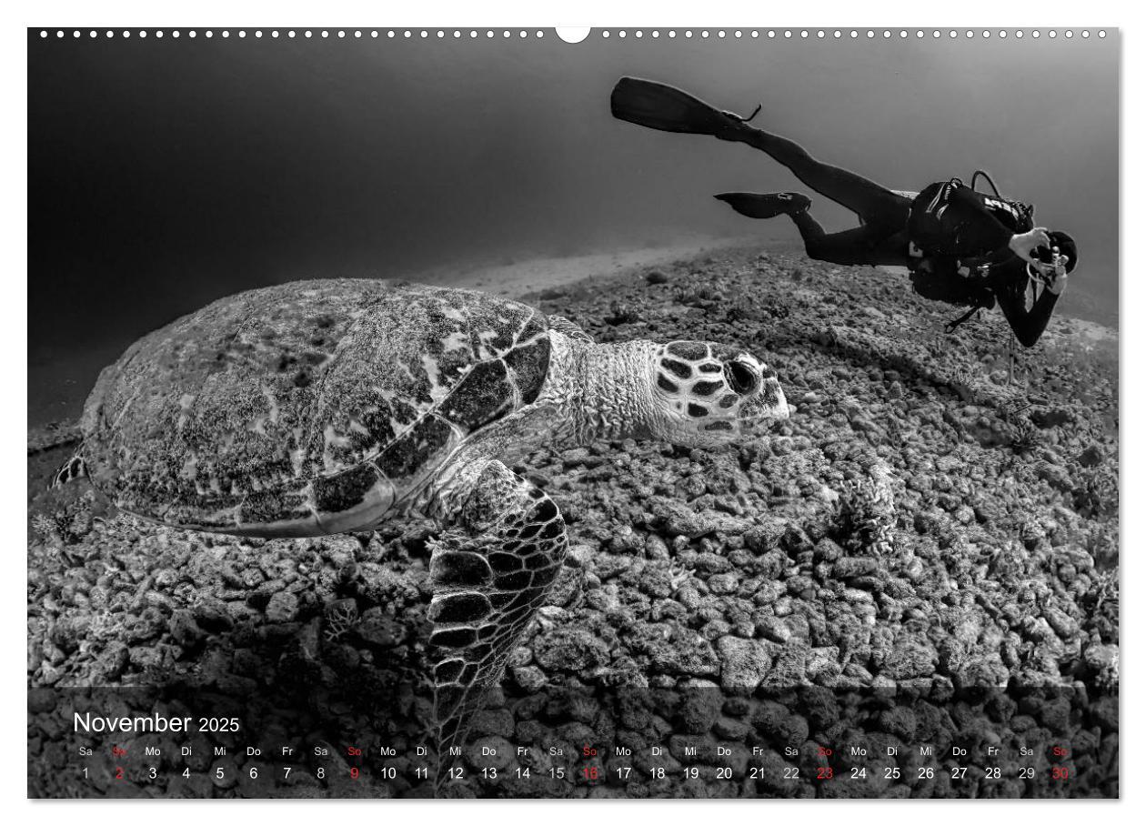 Bild: 9783435596959 | Schildkröten des Ozeans (Wandkalender 2025 DIN A2 quer), CALVENDO...