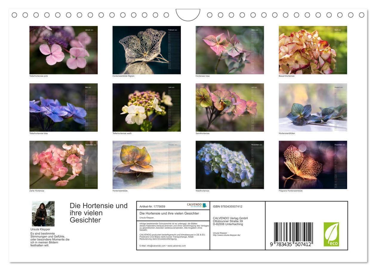 Bild: 9783435507412 | Die Hortensie und ihre vielen Gesichter (Wandkalender 2025 DIN A4...