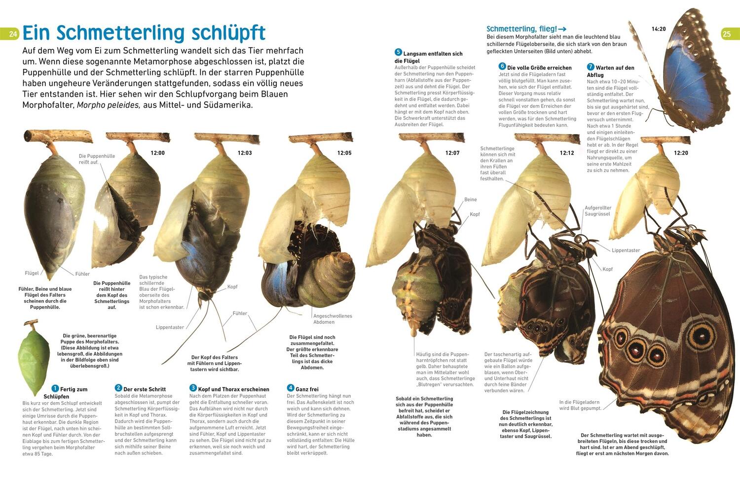 Bild: 9783831043798 | memo Wissen entdecken. Schmetterlinge | Paul Whalley | Buch | 72 S.