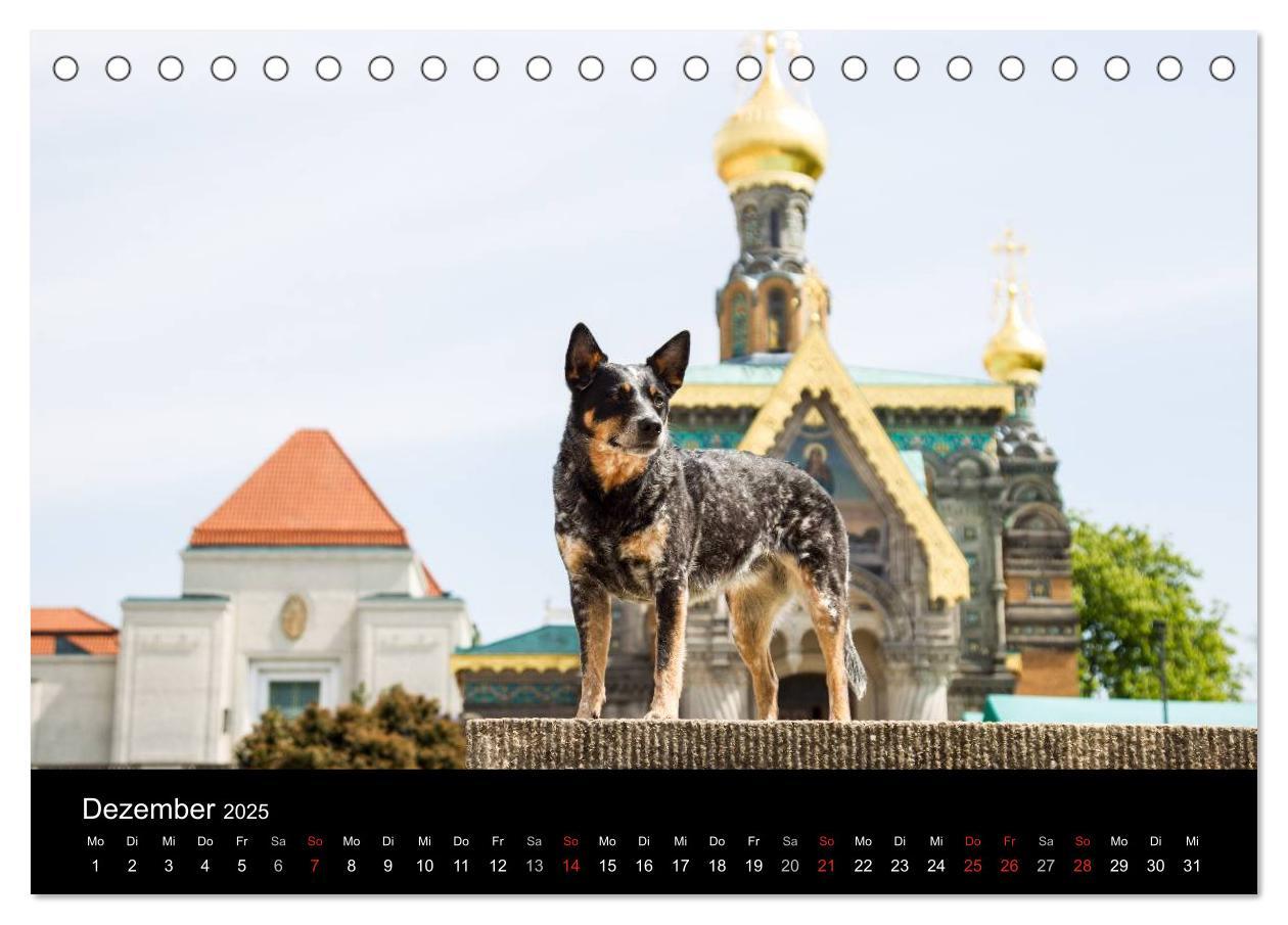 Bild: 9783435462421 | Australian Cattle Dogs zwischen Kunst und Kultur (Tischkalender...