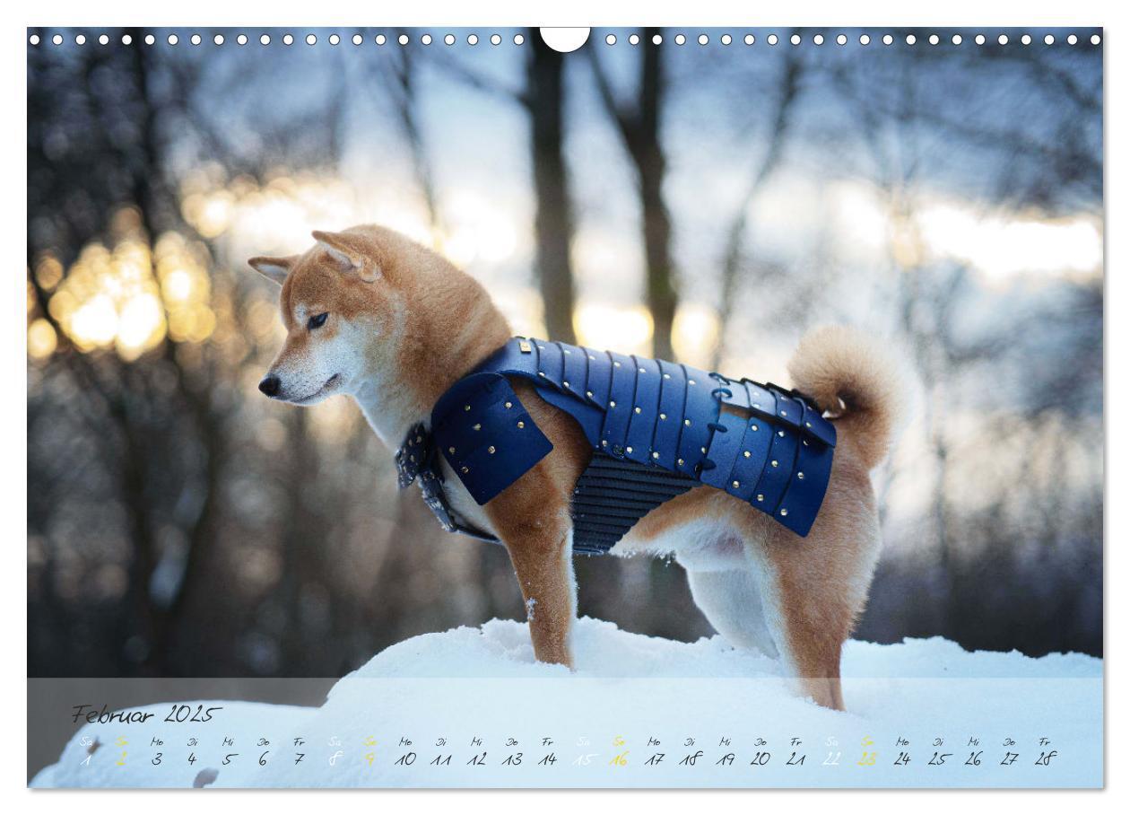 Bild: 9783435051502 | Shiba Inu - mutig, treu, selbstbewusst (Wandkalender 2025 DIN A3...