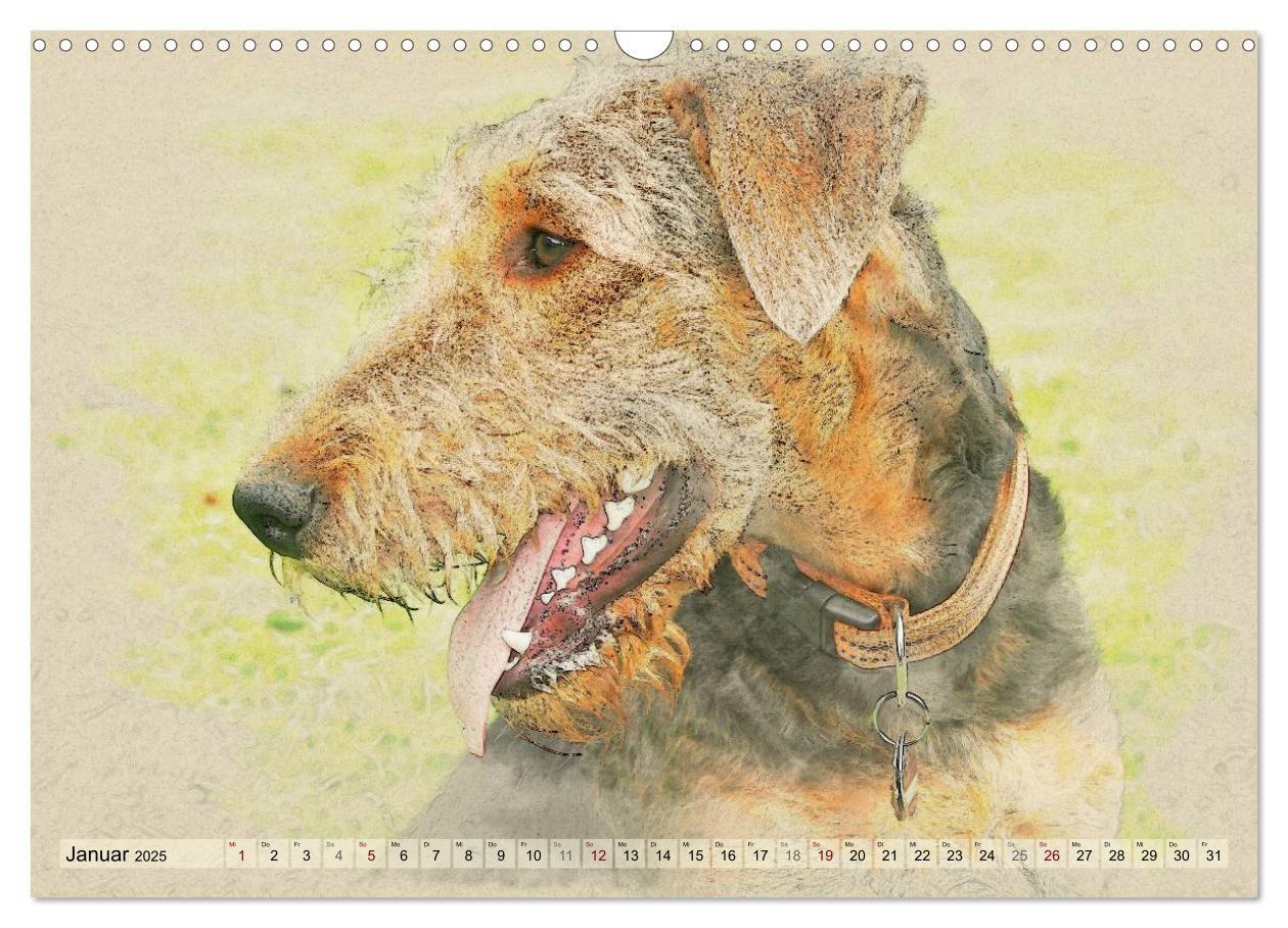 Bild: 9783435627264 | Airedale Terrier 2025 (Wandkalender 2025 DIN A3 quer), CALVENDO...