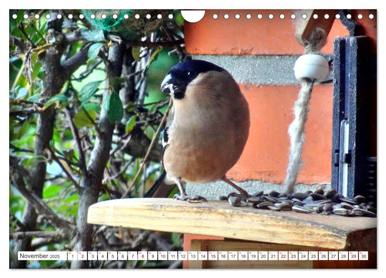 Bild: 9783457160275 | Herr und Frau Gimpel - Stammgäste im Garten (Wandkalender 2025 DIN...